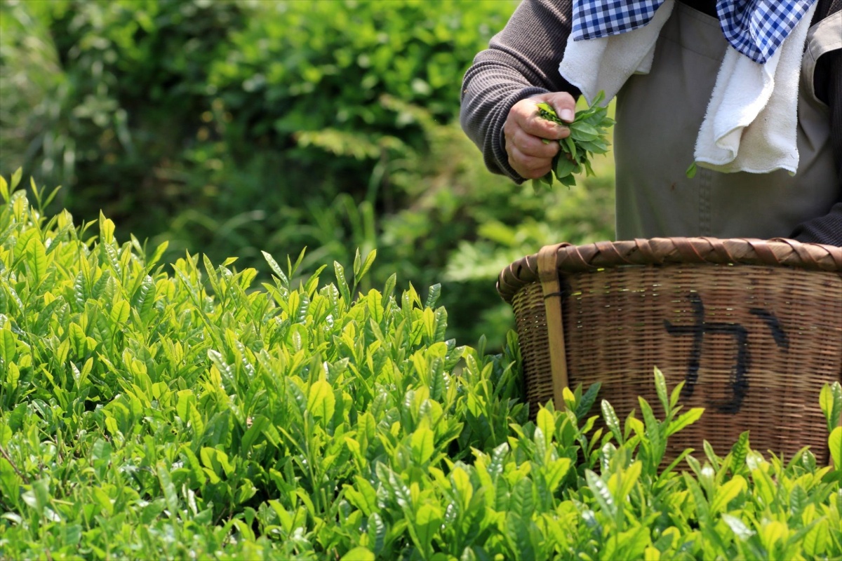 静岡で茶葉の取り寄せをしたい方