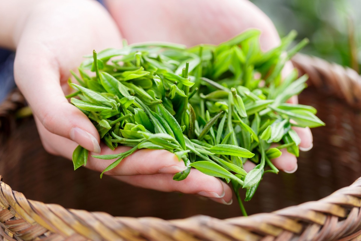 茶葉