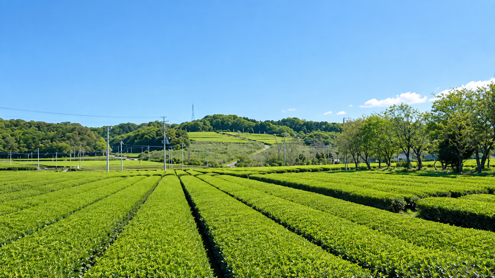 無農薬で育てた農家こだわりの静岡県の緑茶をお探しの方へ